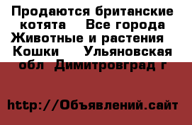 Продаются британские котята  - Все города Животные и растения » Кошки   . Ульяновская обл.,Димитровград г.